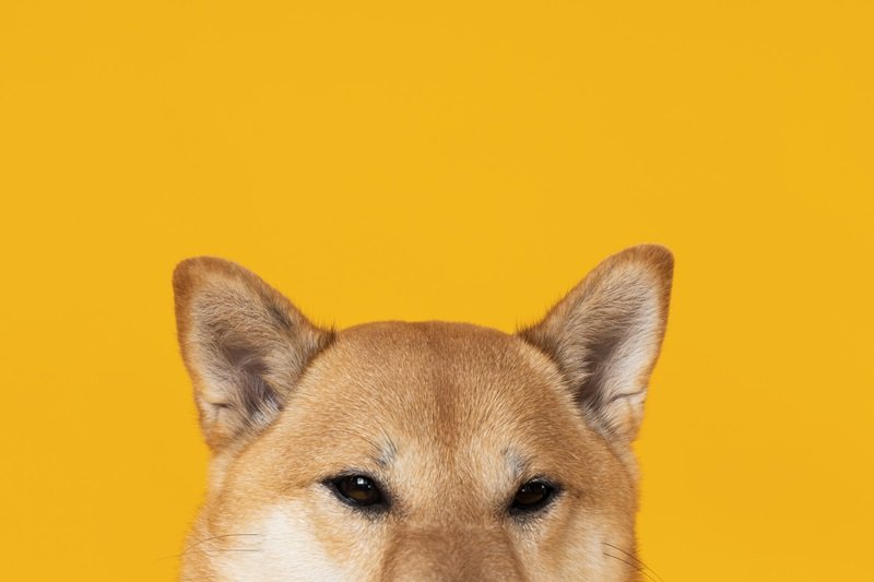 Trump’s Department of Government Efficiency (DOGE)